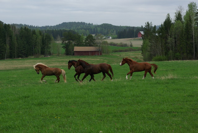 pojat_laitsalle_2013_3