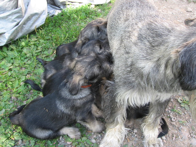 isot_vauvat_25062013