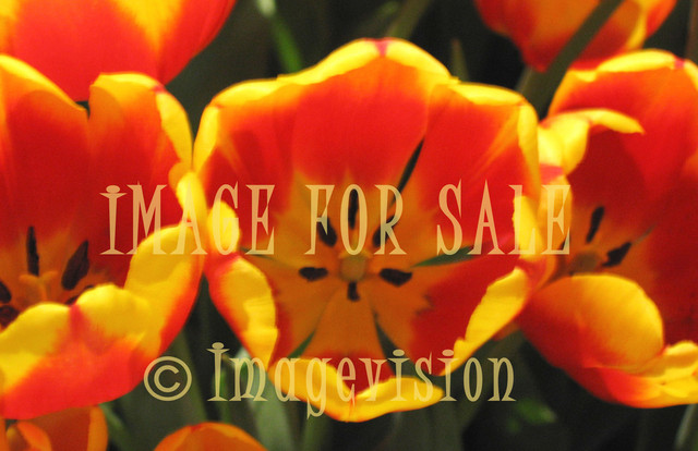 for sale orange-yellow tulips