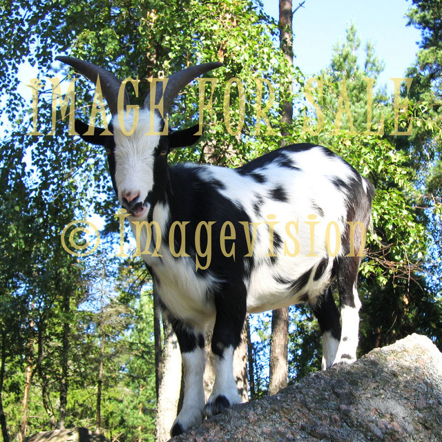for sale male goat standing on rock