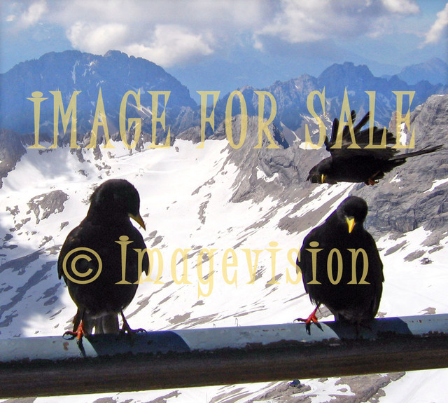 for sale black birds on high mountain in tirol alps