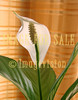 for sale white flower against curtain