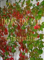 for sale bine plant with bright autumn colours