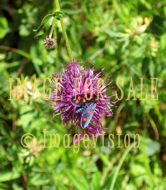 for sale butterfly in purple flower