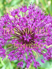 for sale purple flower