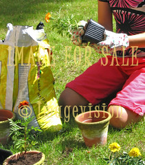 for sale hands of small girl planting flowers