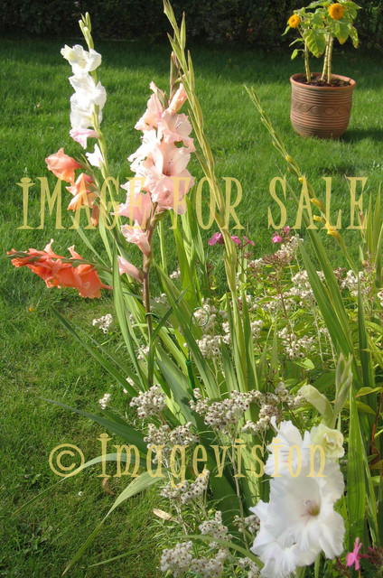 for sale tall gladiolus flowers