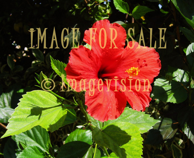 for sale red flower in cyprus