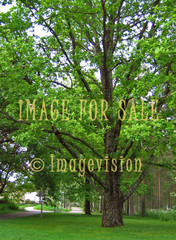 for sale big green oak tree in park