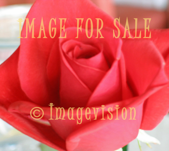 for sale red rose bud_softened
