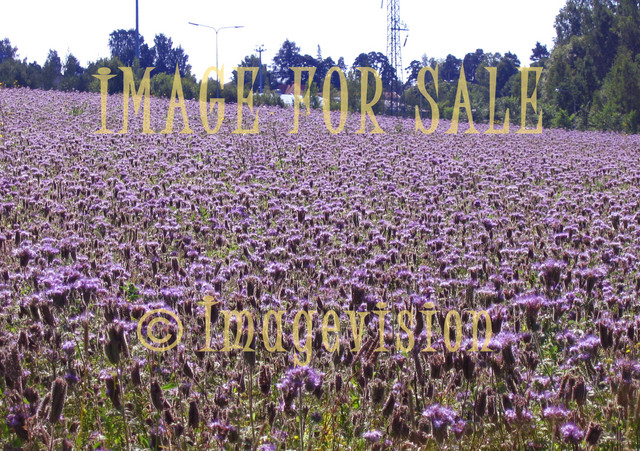 for sale flower field of violet thistles
