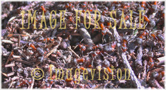 for sale busy ants life