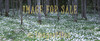 for sale white flower field against dark forest