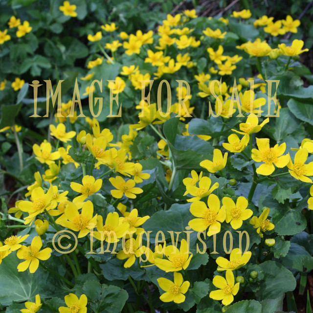 for sale group of yellow spring flowers