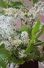 for sale bird cherry tree in white flowes