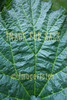 for sale fantastic pattern of rhubarb leave