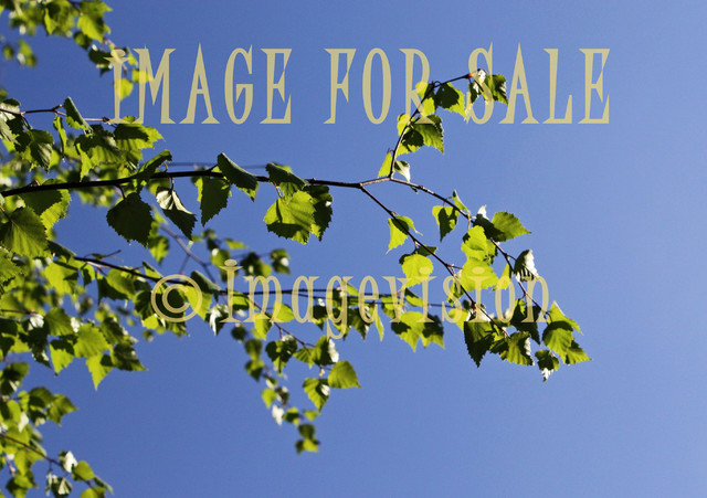 for sale green birch leaves against sky