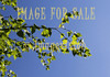for sale green birch leaves against sky
