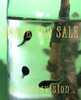 for sale baby frogs swimming