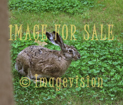 for sale wild brown hare and clovers