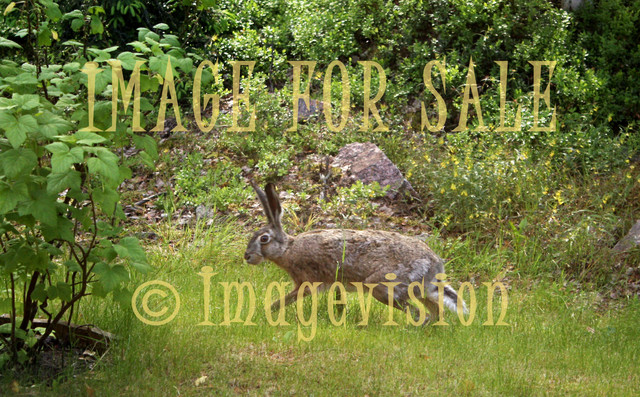 for sale wild brown hare running in garden