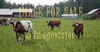 for sale cows walking on field