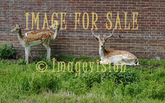 for sale three deers resting