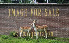 for sale two deers