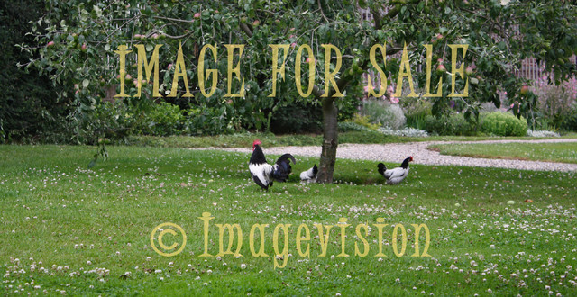 for sale roosters under apple tree