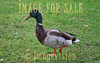 for sale wild duck in the park
