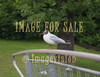for sale seagull in the park