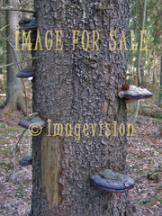 for sale fungus on a tree