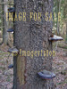 for sale fungus on a tree