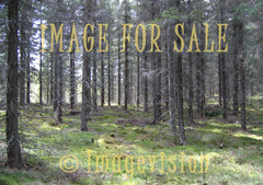 for sale spruces growing