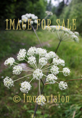 for sale wild parsley blooming