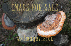 for sale fungus species