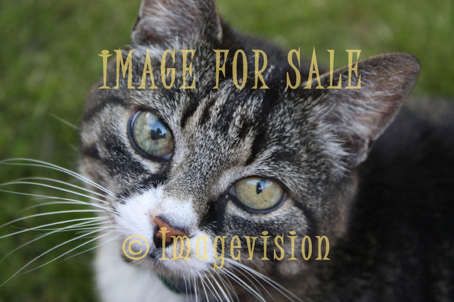 for sale eyes of a cat