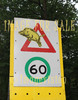 for sale funny wild boar warning