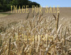 for sale grain field