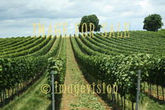 for sale wine fields