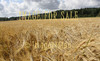 for sale barley field in finland