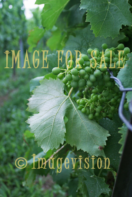 for sale green raw grapes for wine