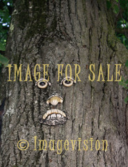 for sale face made on tree