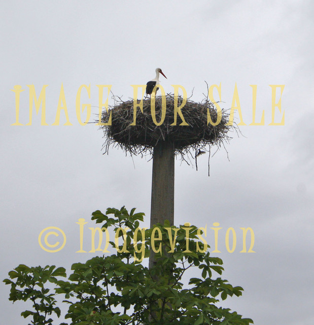 for sale stork and the nest