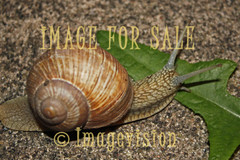 for sale snail crawling in the night