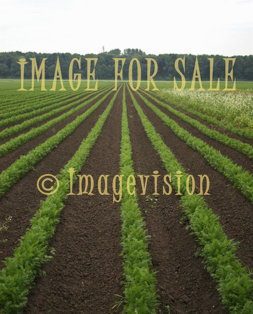 for sale long rows of carrots