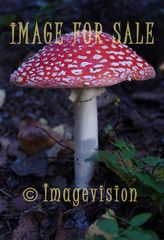 for sale red poisonous mushroom