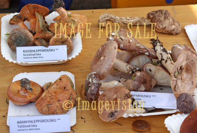 for sale finnish mushroom types
