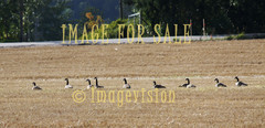 for sale geese gathering to migrate