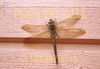 for sale dragonfly on wall